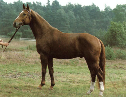 Espri Stallion